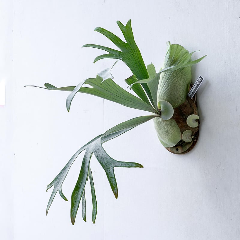 2025.11/12〜】板付ビカクシダ P. E-1（pup）_2 | IMAMA