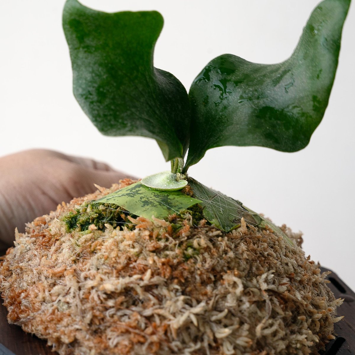 ビカクシダ P. 'Foong Sigi' vp P.willinckii 'Samurai' , P.Monkey North 12th oasis sporeling