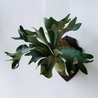 2025.8/2〜】板付ビカクシダ P. hillii pumila Kew Garden
