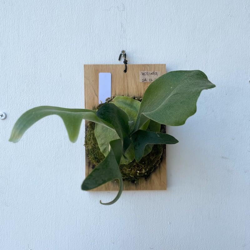 2025.8/3〜】板付ビカクシダ P. willinda（P. willinckii×P