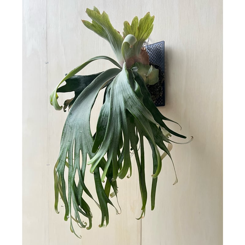 2025.11/22〜】板付ビカクシダ P. Phosadet（pup） | IMAMA