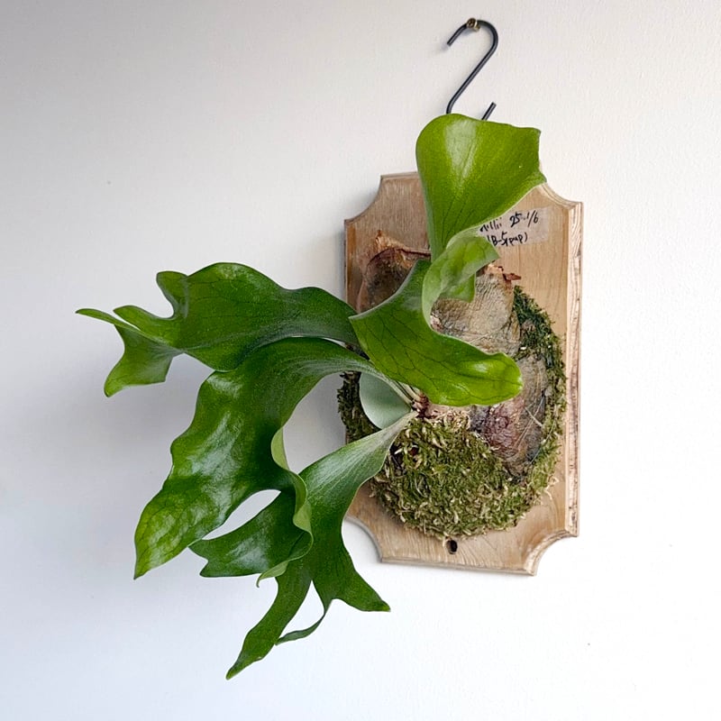 ビカクシダ P. hillii Night Star P. hillii cv. Night Star (pup