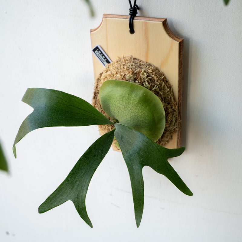 Banna#G pup ビカクシダ Platycerium Banna #A (pup) ビカクシダ バンナ #A (子株) ビカ