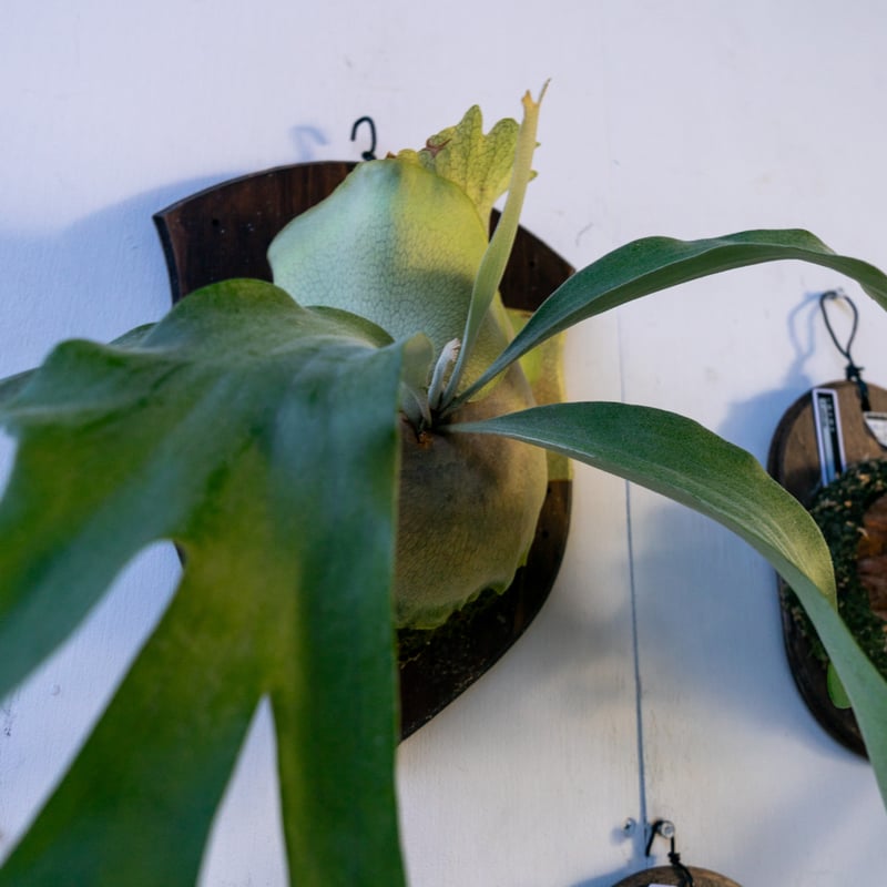 2025.2/2〜】板付ビカクシダ P. Pegasus（pup） | IMAMA