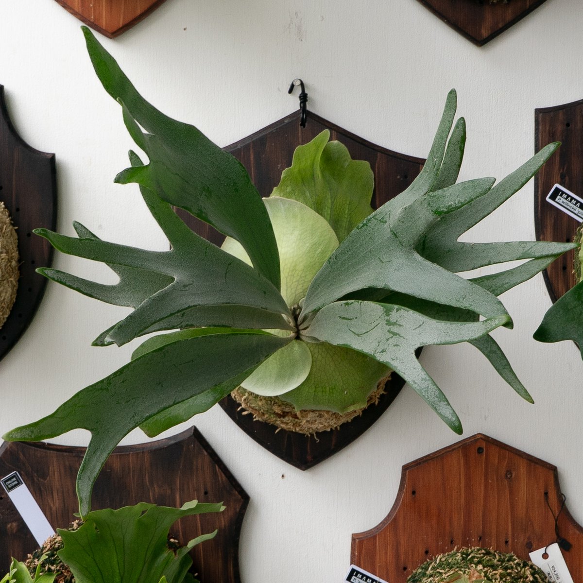 2025.9/29〜】板付ビカクシダ P. White Hawk（pup） | IMAMA