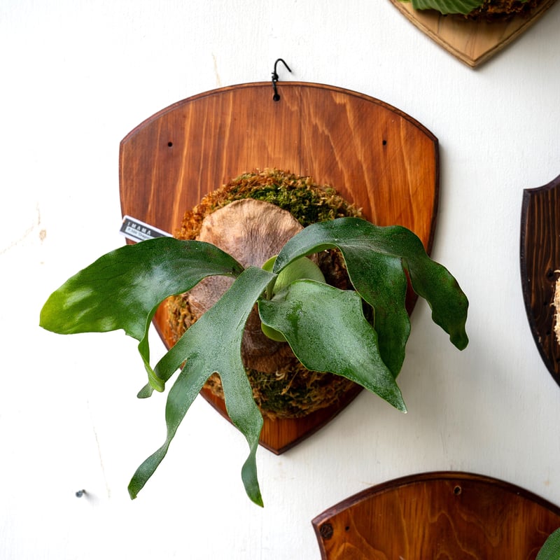 ビカクシダマセラティ親株