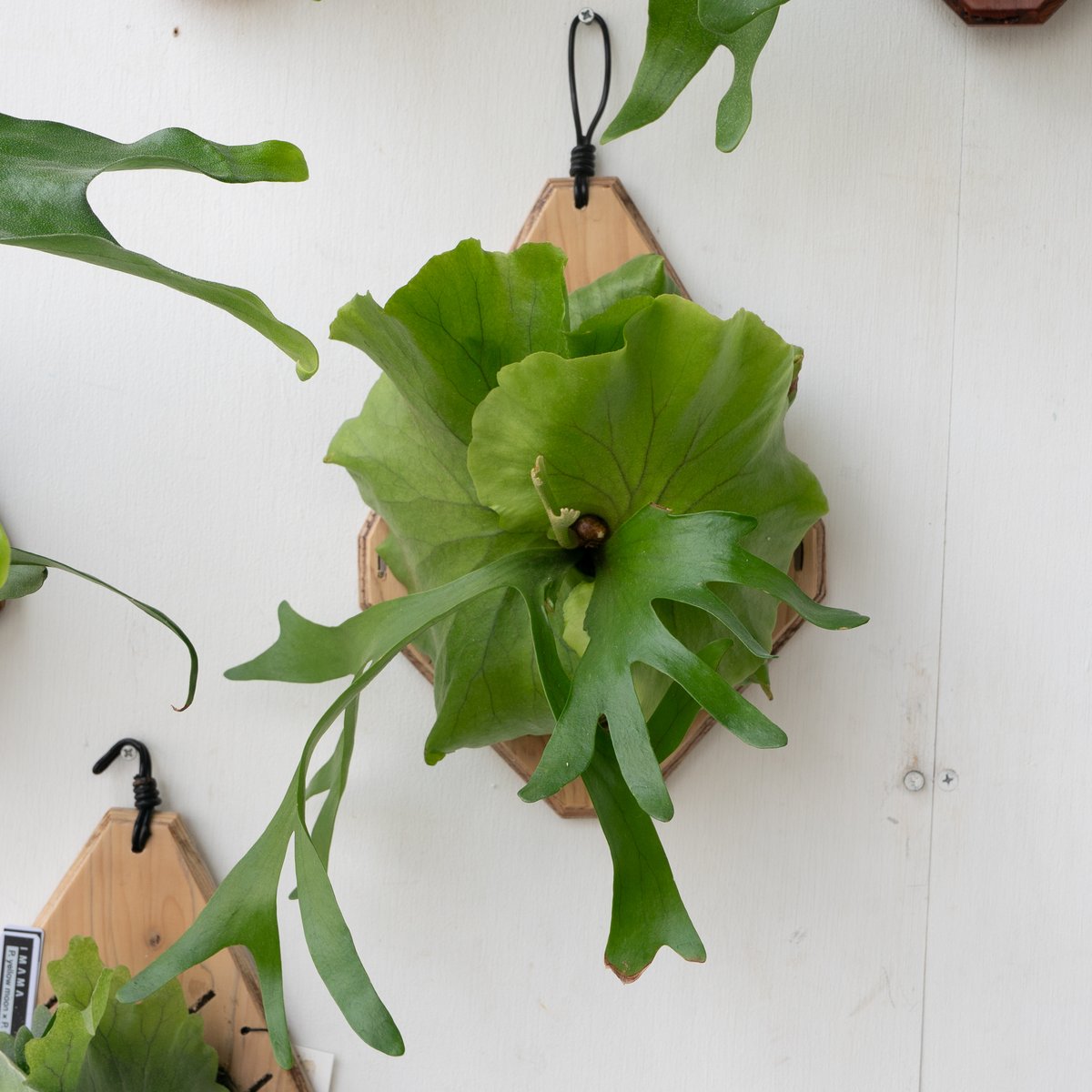 2025.9/23〜】板付ビカクシダ P. kitshakood thin leaf | I