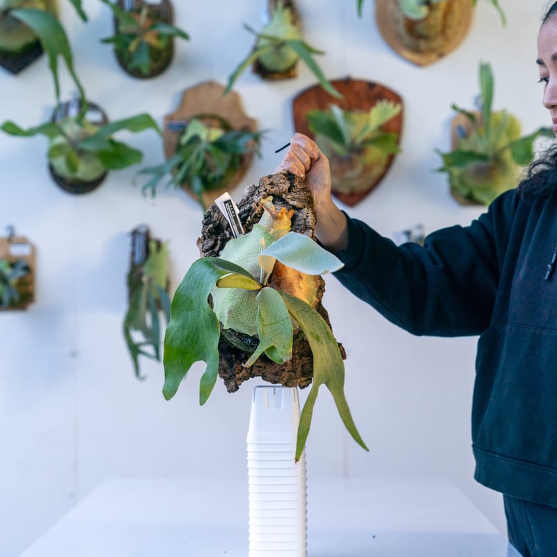 ビカクシダ P.willinckii\"Nano\" OC P. willinckii 