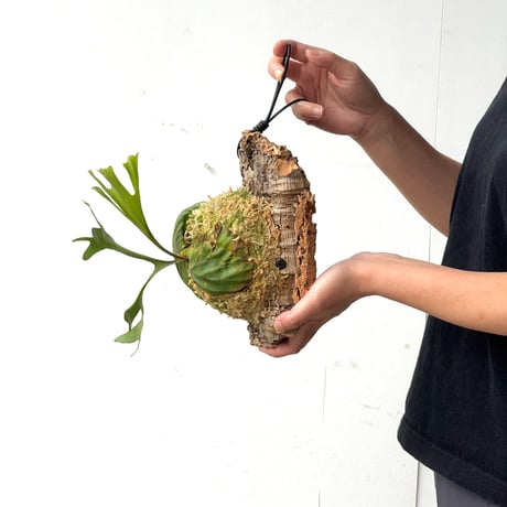 【2026.6/4〜】コルク付ビカクシダ　 P. ridleyi thin frond_