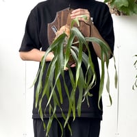 【2026.5/26〜】板付ビカクシダ　 P. 'little kitty' [TC]