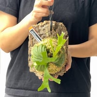 【2026.6/4〜】コルク付ビカクシダ　 P. ridleyi thin frond_
