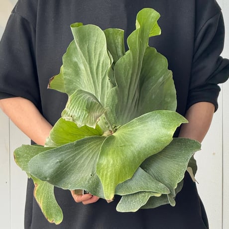 CATEGORY bifurcatum | IMAMA
