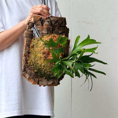 【2026.7/2〜】コルク付ビカクシダ　P. coronarium 'Dragon tree'