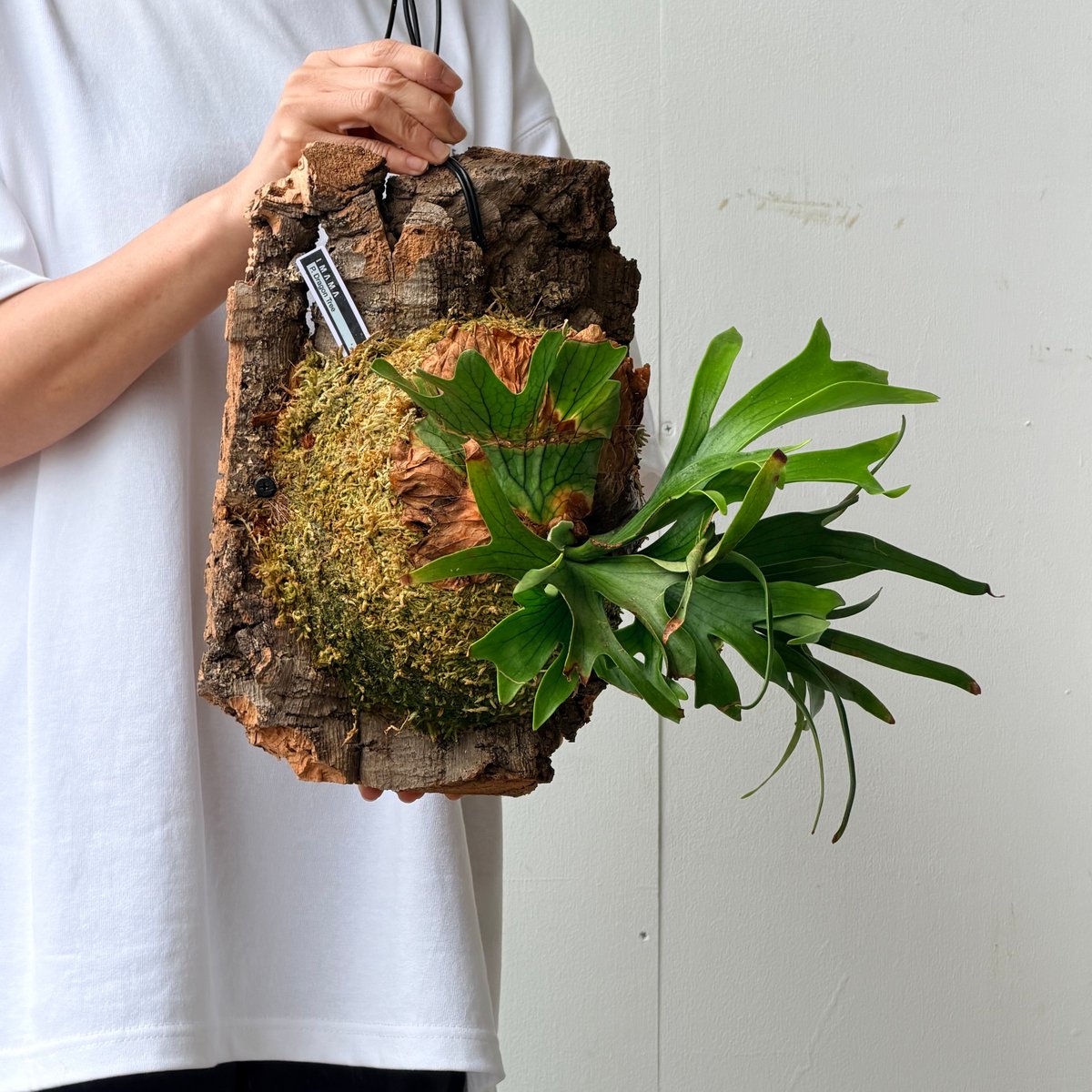 2026.7/2〜】コルク付ビカクシダ P. coronarium 'Dragon tree