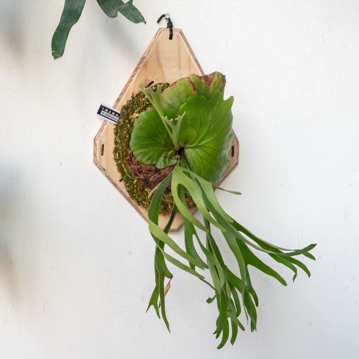 ビカクシダ P.Kitshakood small leaf 2025.5/30〜】板付ビカクシダ P. kitshakood thin leaf |