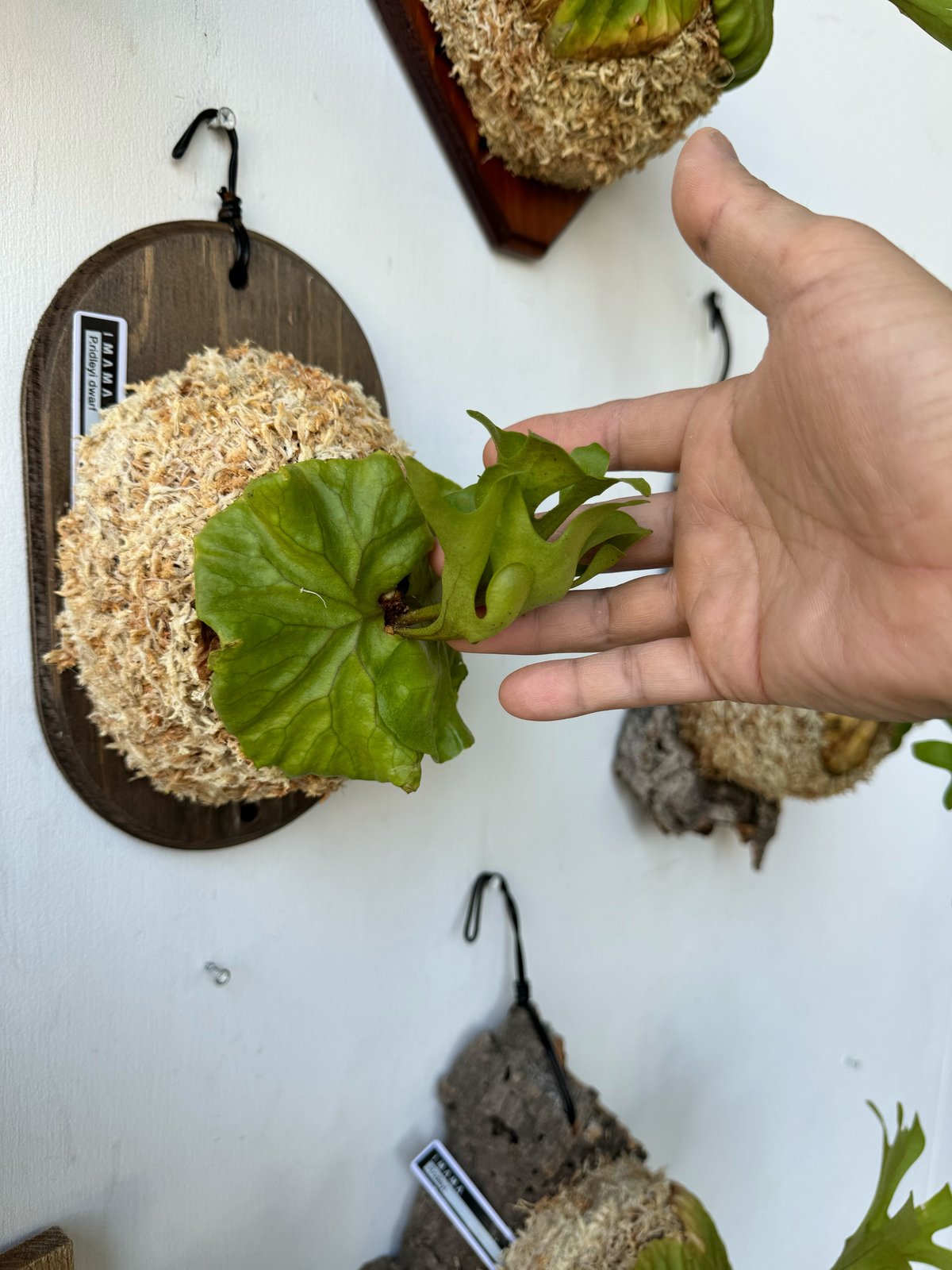 たいちゃん様専用】P.Ridleyi Dwarf(North) ビカクシダ 【公式 たいちゃん様専用】P.Ridleyi Dwarf(North) ビカクシダ 【公式
