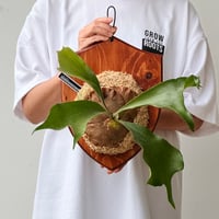 【2026.7/2〜】板付ビカクシダ　P. hillii 'Pumila Kew Garden' spore#1