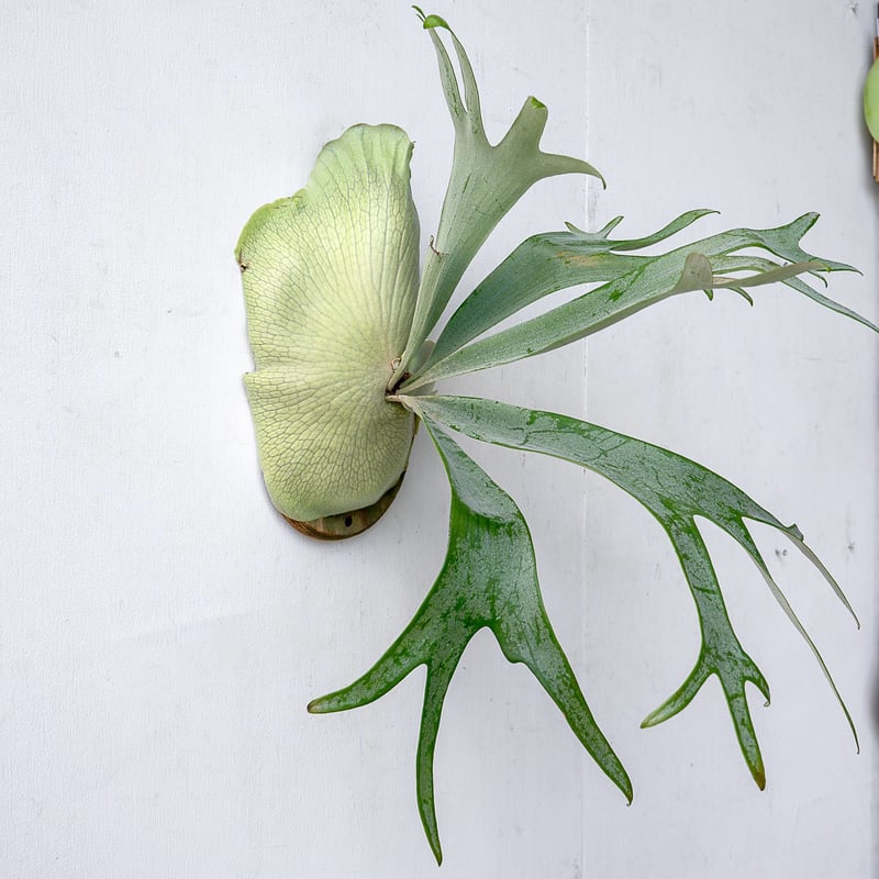 2025.11/12〜】板付ビカクシダ P. E-1（pup）_2 | IMAMA