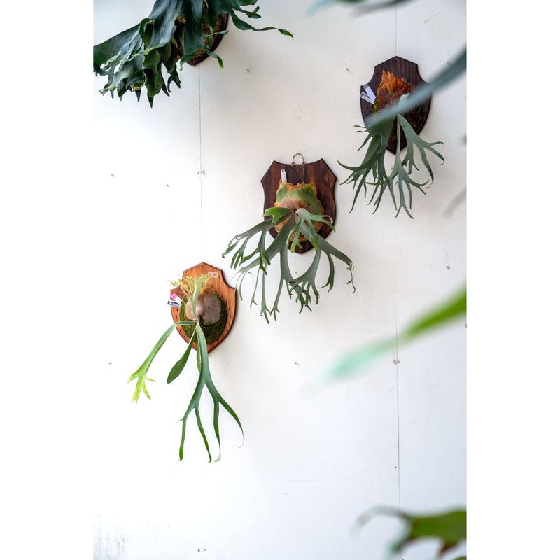 ビカクシダ (P.ElsaxP.willinckii little crown) mix 2025.8/5〜】板付ビカクシダ P. willinckii Little Crown