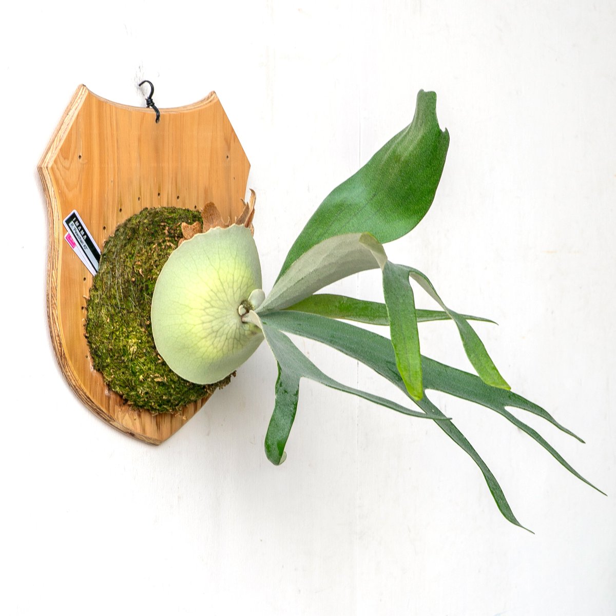 ビカクシダ問い合わせ用 2025.11/4〜】板付ビカクシダ P. 'Pewchan#2' | IMAMA