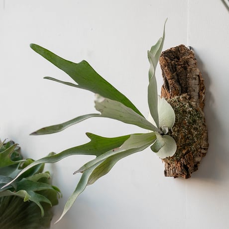 ビカクシダ セット ビカクシダセット15種 【公式通販】