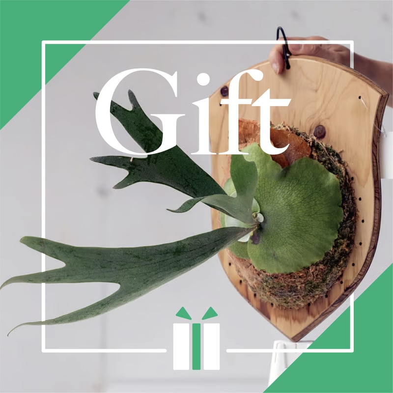 ビカクシダ　選べる3品種　おまけ付き 彩りを贈る】ギフト用おまかせ板付ビカクシダ | IMAMA