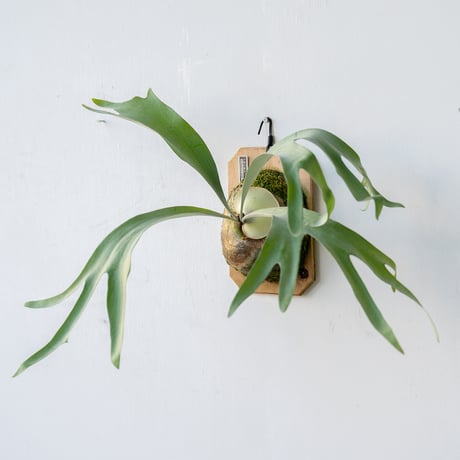 リドレイナノ 撒きビカクシダ ビカクシダ 15種 ② ビカクシダ 15種 ③