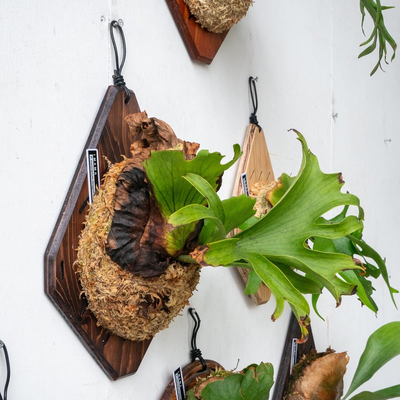 2025.7/16〜】板付ビカクシダ P. coronarium 'dragon tre