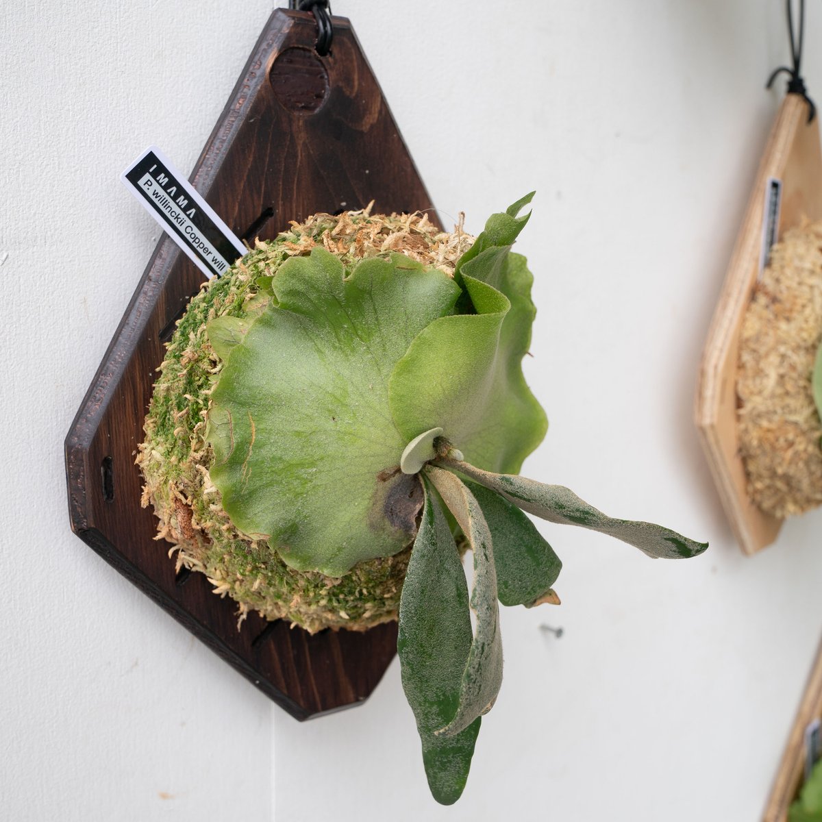 【親株】P. willinckii copper will ビカクシダ P.willinckii 'Copper will', P.willinckii 'Priest' 【artPLANTs