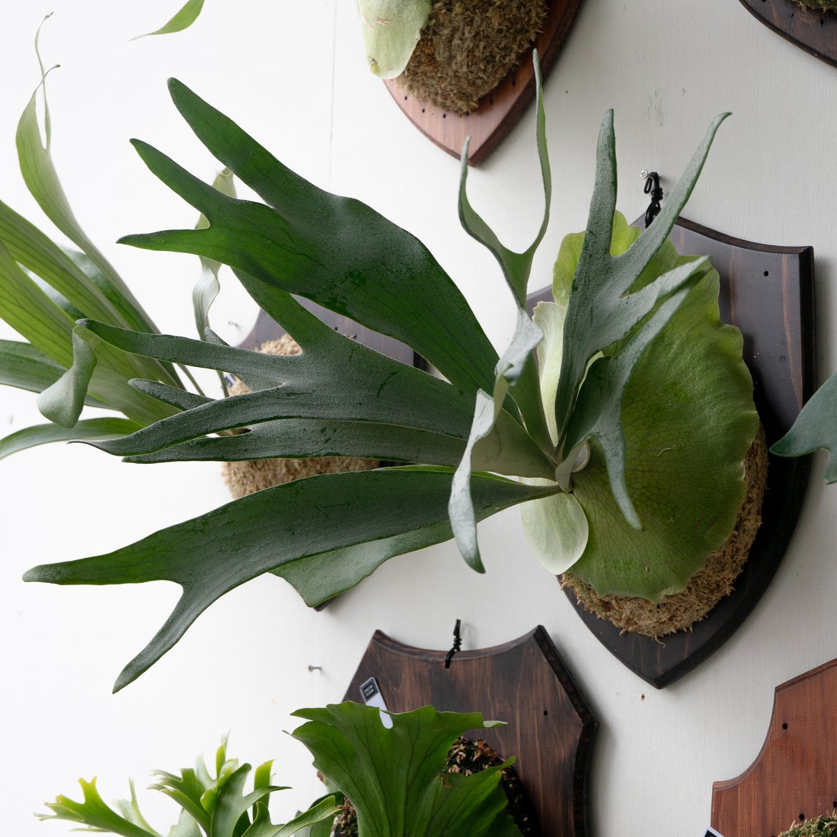 ビカクシダ P.Super White (PUP) ビカクシダ silky white PUP