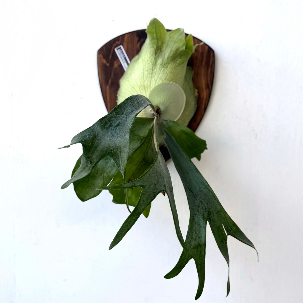 板付ビカクシダ P. Titan woot#13 | IMAMA