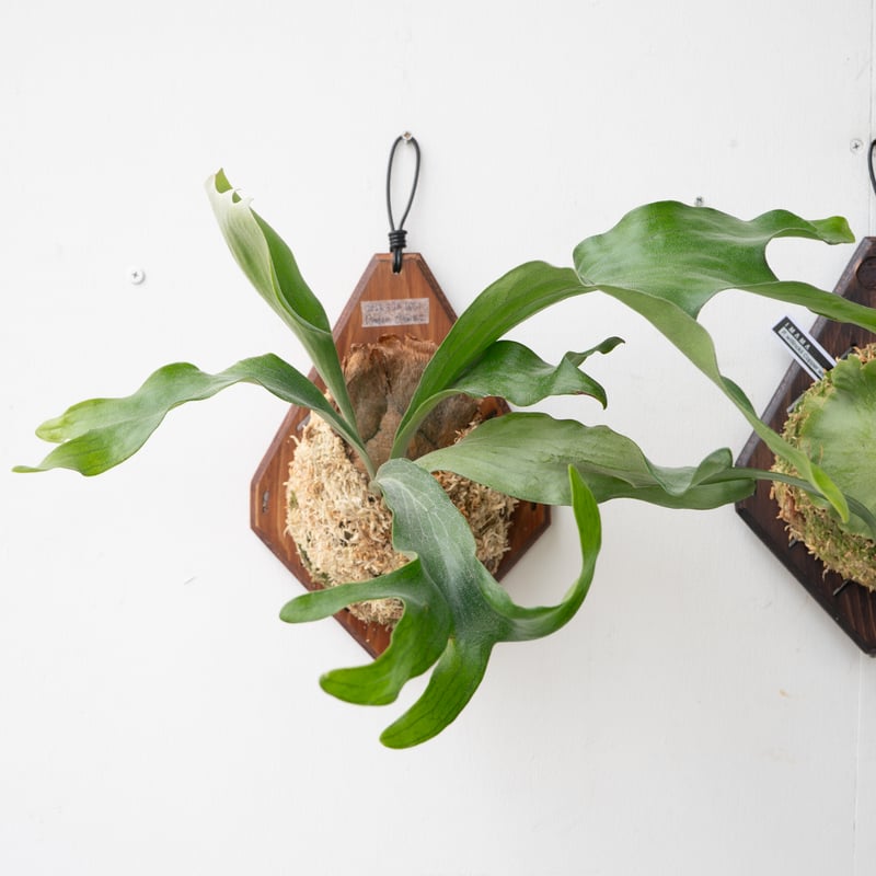 P.Hillii .Dragon OC②| ヒリー　ドラゴン　板付 P.Hillii .Dragon OC②| ヒリー ドラゴン 板付 P.Hillii .Dragon OC②