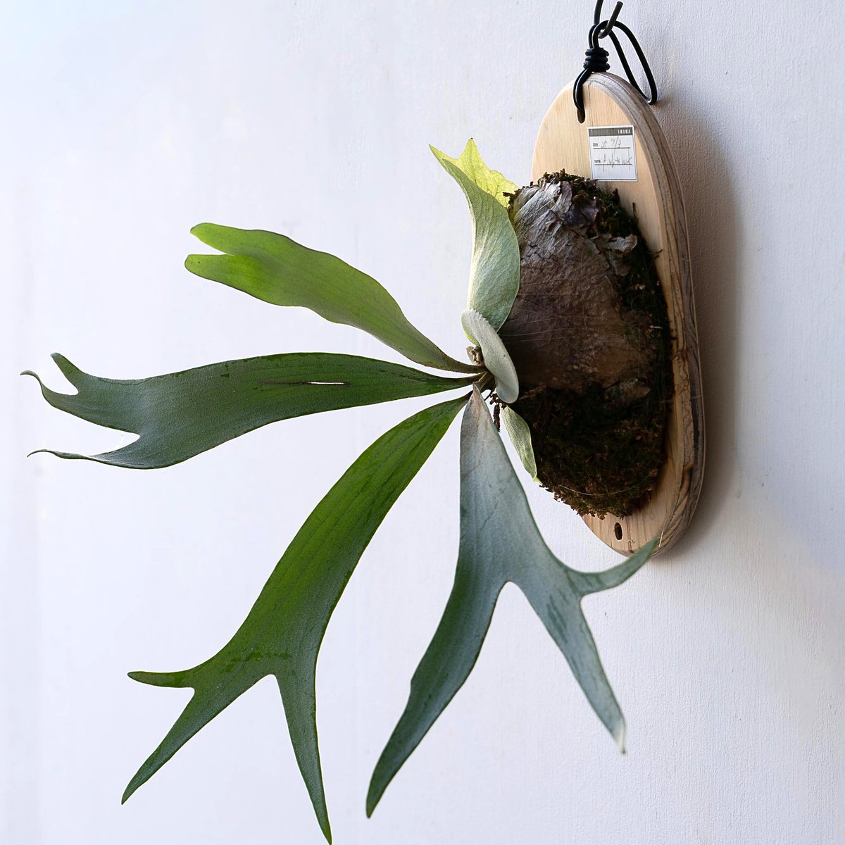 2025.11/12〜】板付ビカクシダ P. White Hawk（pup） | IMAMA