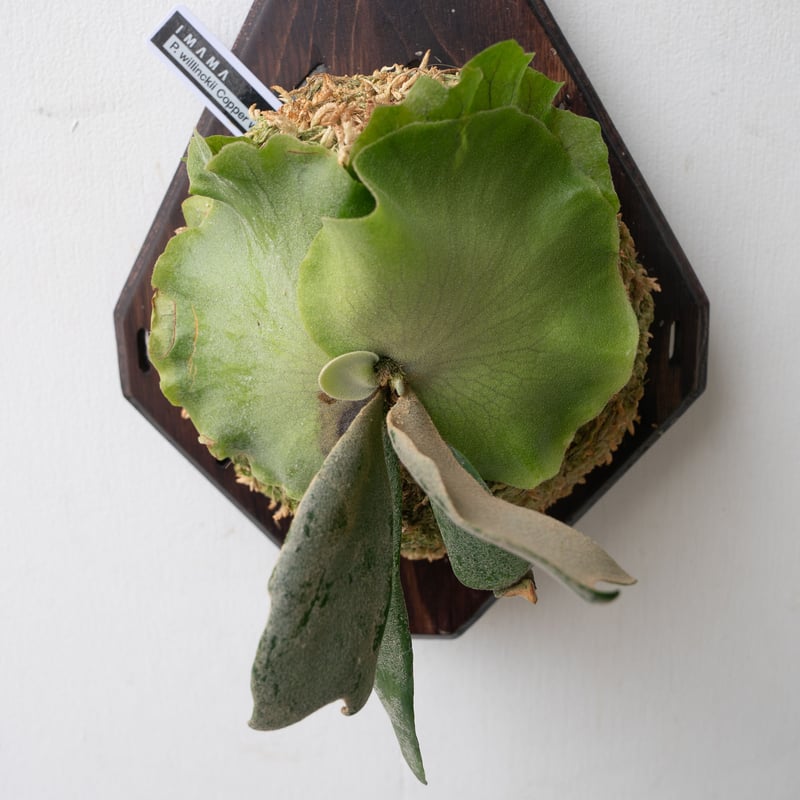 ビカクシダ Nano Sporeling 3号・大型・即板付け可 大サイズ」ビカクシダ P. Nano sporeling#