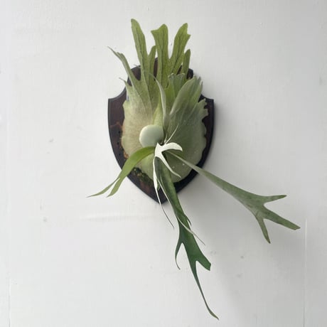 CATEGORY veitchii | IMAMA