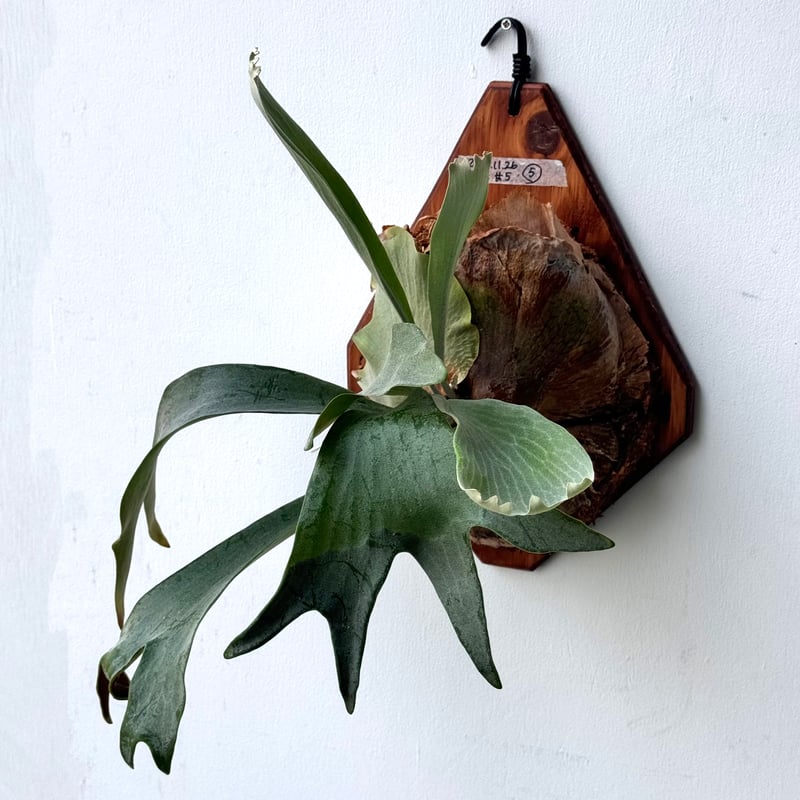 ビカクシダ　Platycerium Hillii HD-1 OC 板付 ビカクシダ Platycerium Hillii HD-1 OC 板付