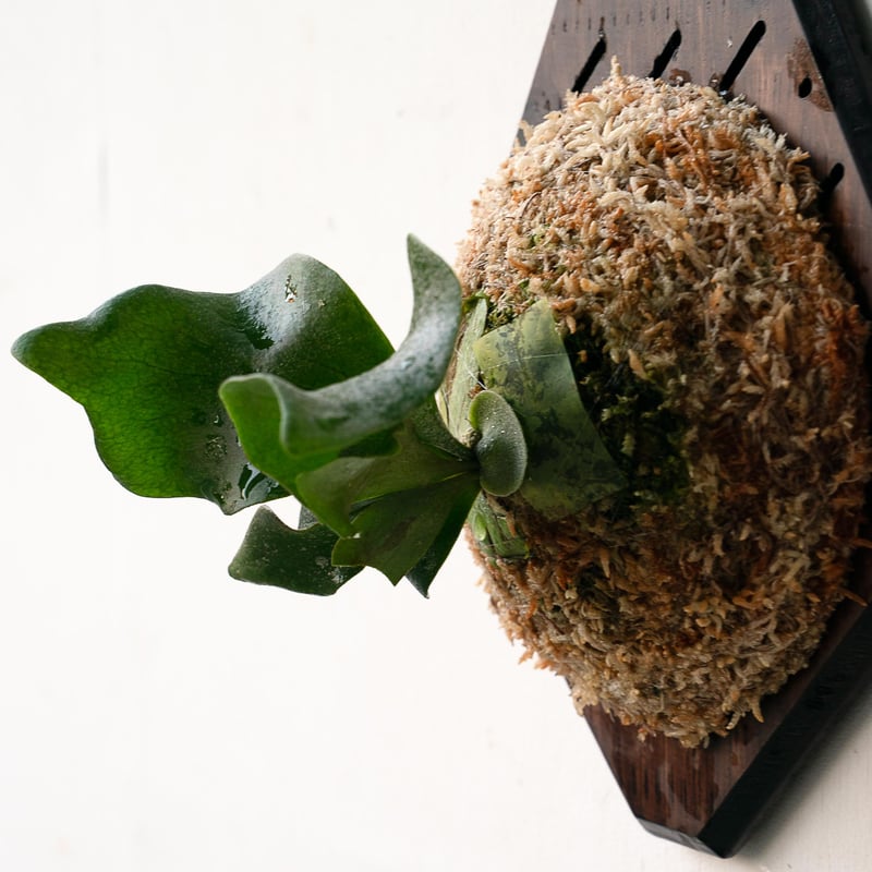 2025.11/22〜】板付ビカクシダ P. Foong siqi sporeling '