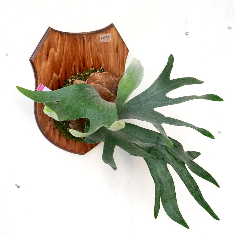 2025.8/2〜】板付ビカクシダ P. Bambi（pup） | IMAMA