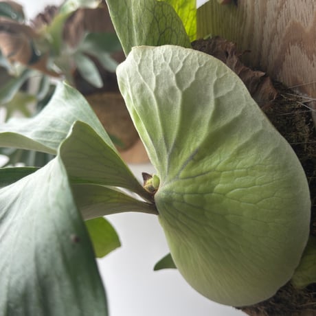 【2026.5/24〜】板付ビカクシダ　  P. bifurcatum × P. elephantotis [TC]