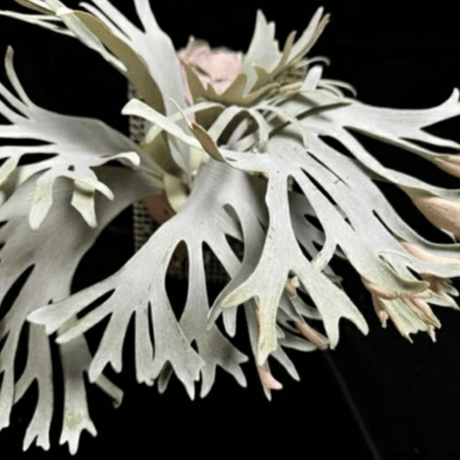 ビカクシダ | STORES