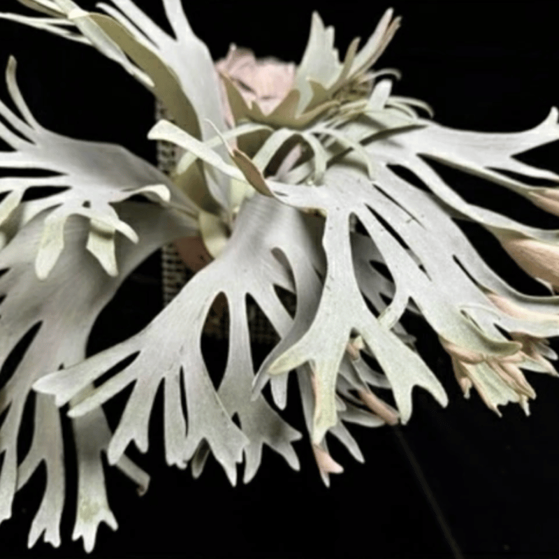 ビカクシダ P.bif sp white #01 P1417 ビカクシダ 白ビフル P. Bifurcatum sp White 