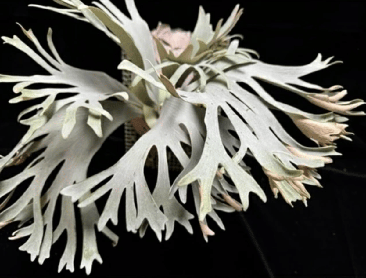 2025.11/12〜】板付ビカクシダ P. FSQ 'White Windmill' （