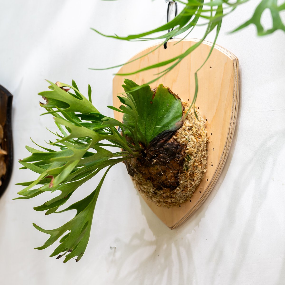 2025.5/18〜】板付ビカクシダ P. kitshakood thin leaf_1