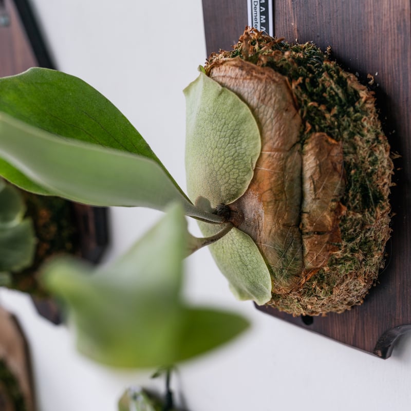 ビカクシダ スパーバム親株 板付済