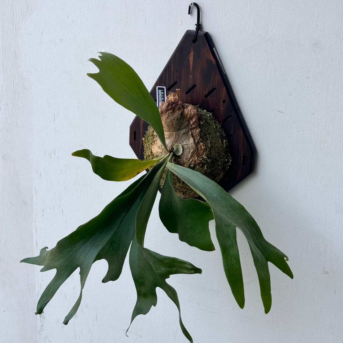 SS Foong spore box ビカクシダ 2025年最新】ss foongの人気アイテム - メルカリ