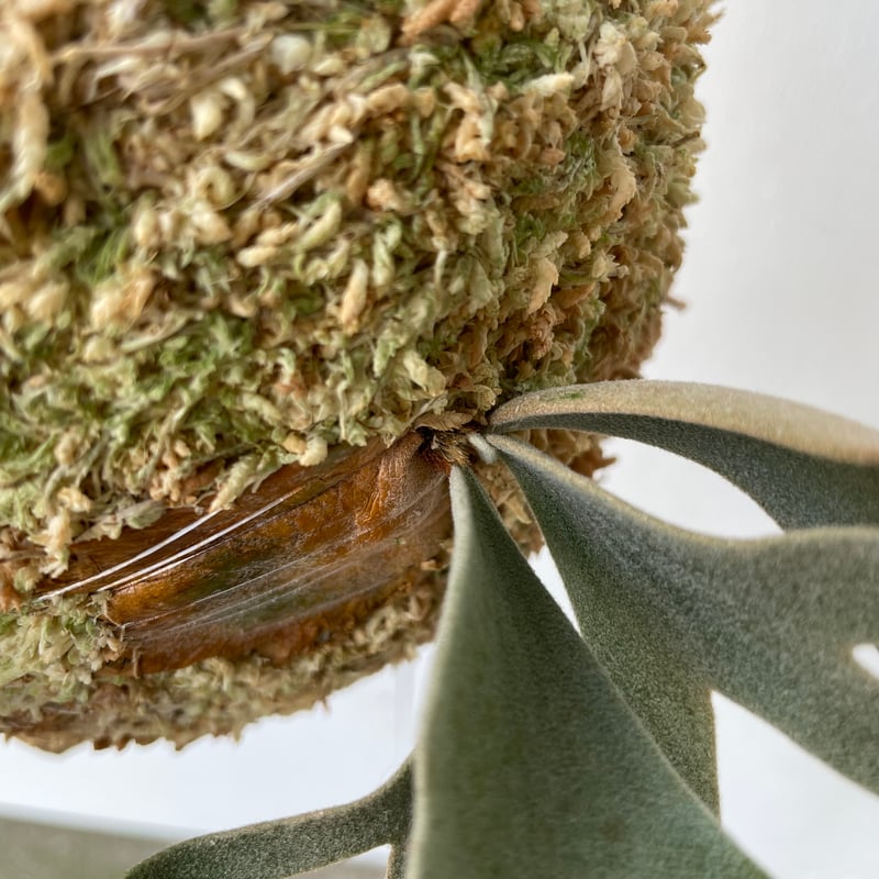 2025.4/18〜】板付ビカクシダ P. willinckii 