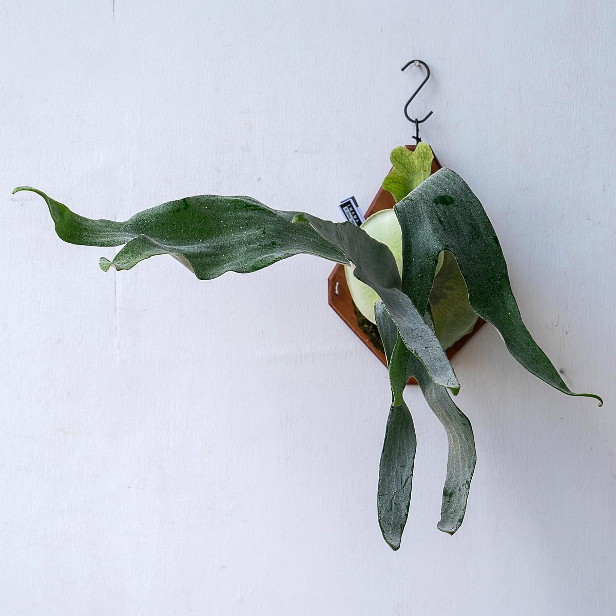 2025.11/12〜】板付ビカクシダ P. Omo 'White Lover'' (TC