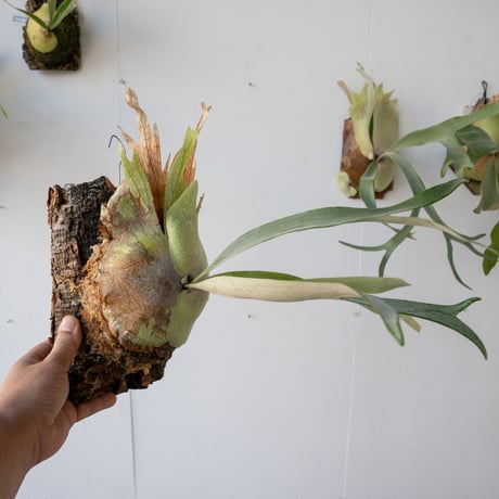 ビカクシダP. veitchii No Shield Dwarf PUP 子株 ビカクシダP. veitchii No Shield Dwarf PUP子株出品 CATEGORY pup | IMAMA