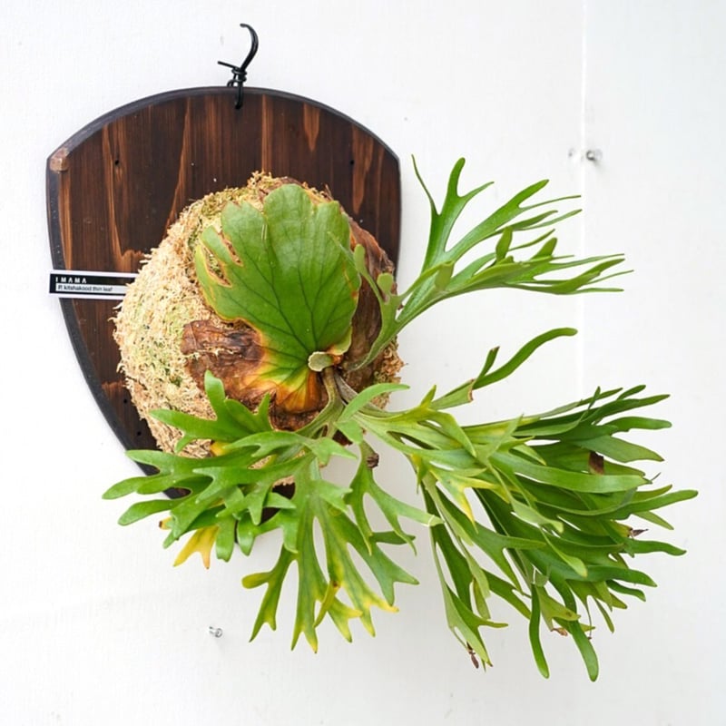 ビカクシダMt. Kitshakood Thin Dwarf 【公式通販】