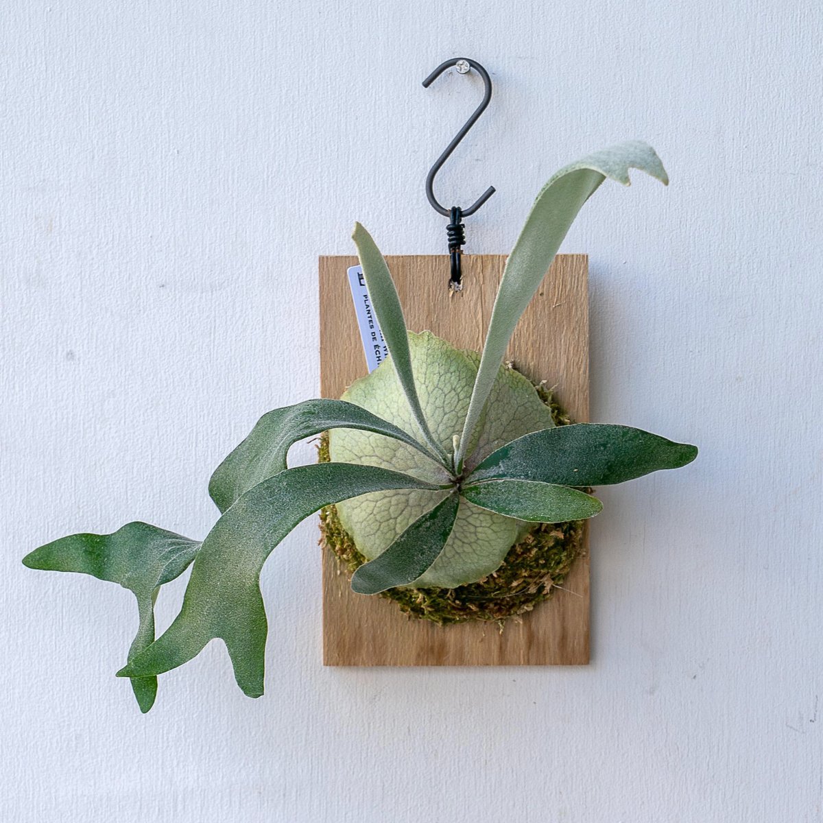 ビカクシダ P.veitchii Limited 2nd edition Sporeling 🐒いのっち🐒ﾋﾞｶｸｼﾀﾞ/ｱｶﾞﾍﾞ/ｱﾛｲﾄﾞ/ﾓﾝｽﾃﾗ/platycerium | P.Veitchii